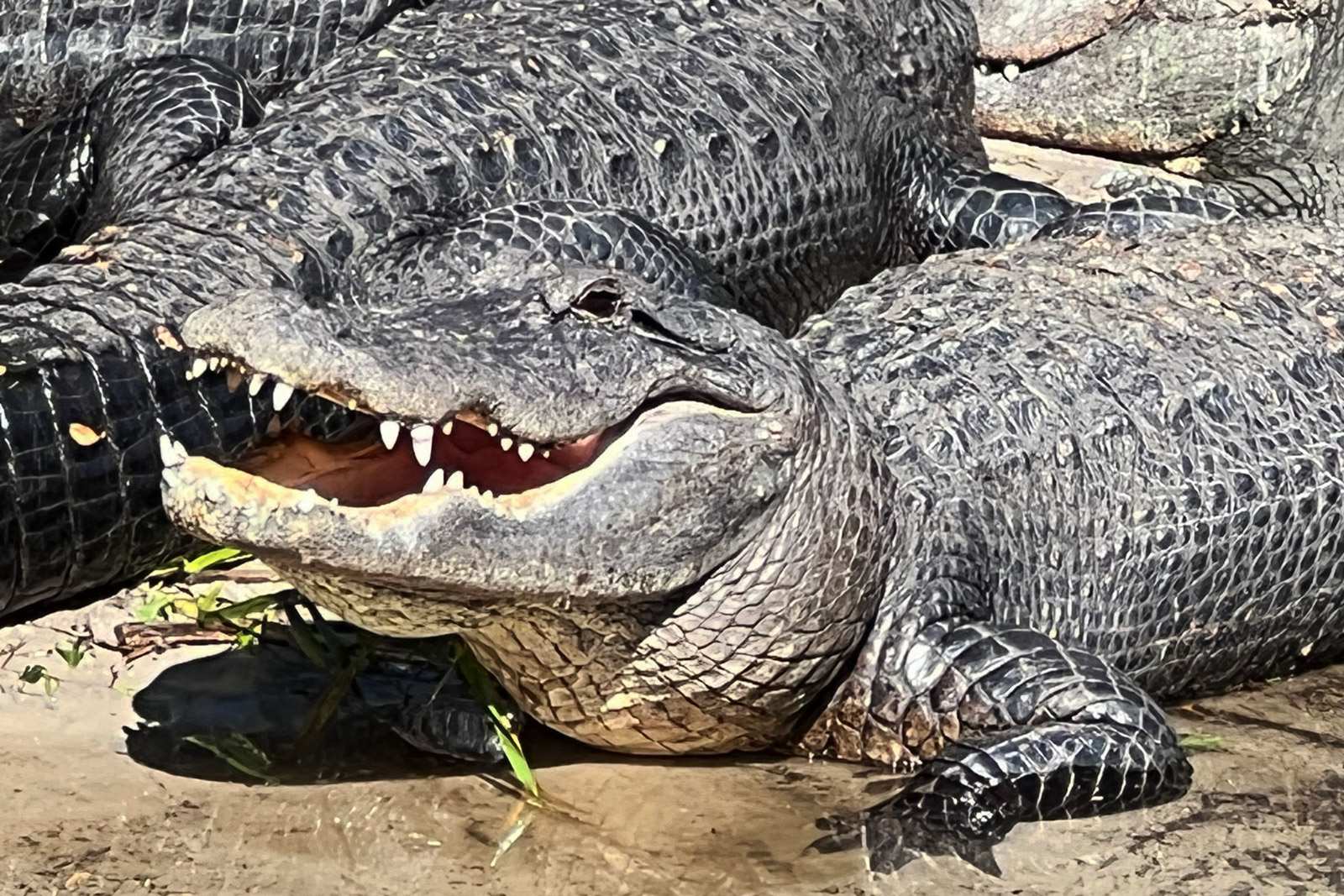 American Alligators
