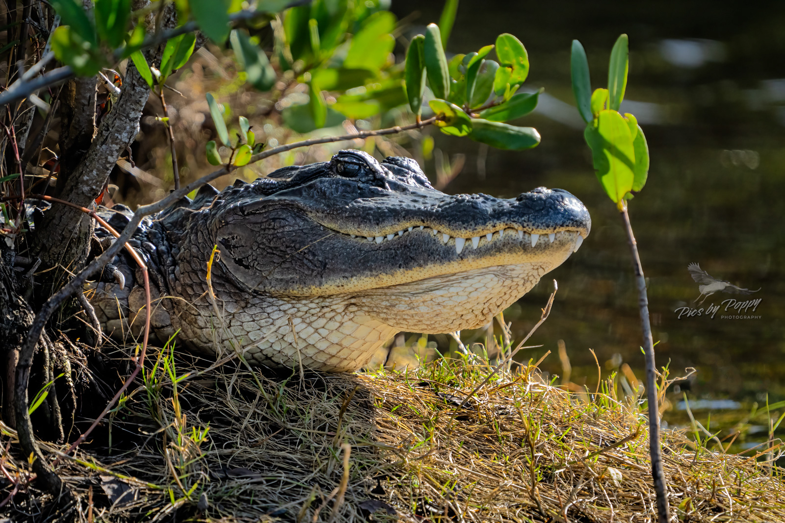 American Alligator Portrait 1